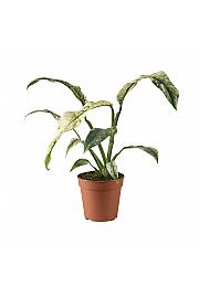 Rhaphidophora Puberula Variegata