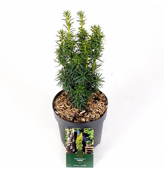 Taxus baccata David C2,5 Lit. 30-40 cm