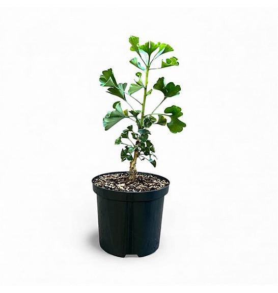 Ginkgo biloba China Pendula C2,5 Lit. 15-20 cm