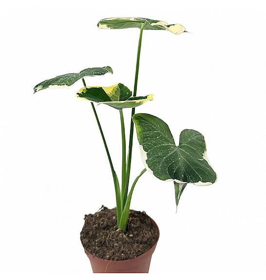 Alocasia Mickey Mouse; Ø12 cm