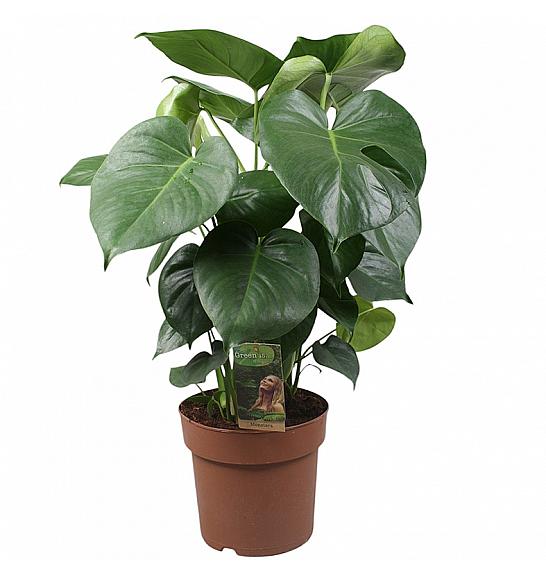 Monstera deliciosa; 24 cm