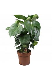 Monstera deliciosa - XL
