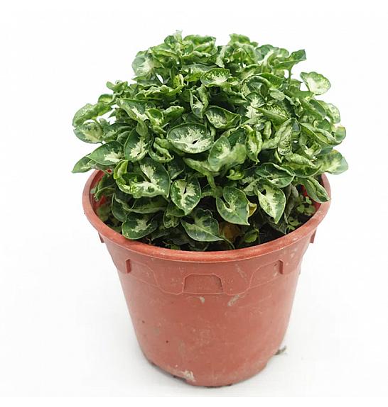 Syngonium Mini M; Ø12 cm