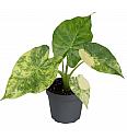 Alocasia Macrorrhiza Aurea variegated