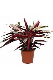 Stromanthe Triostar