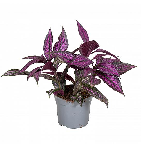 Strobilanthes; Ø13 cm