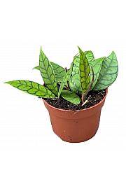 Voščenka Callistophylla