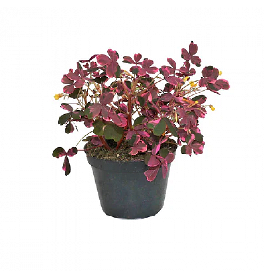 Oxalis vulcan Pink; Ø12