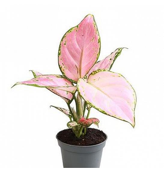 Aglaonema Pinky Promise; Ø6 cm