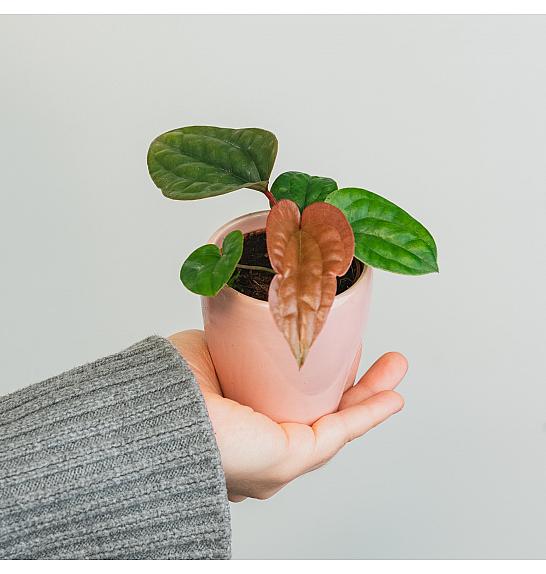 Anthurium Luxurians x Radicans Ø 6 cm