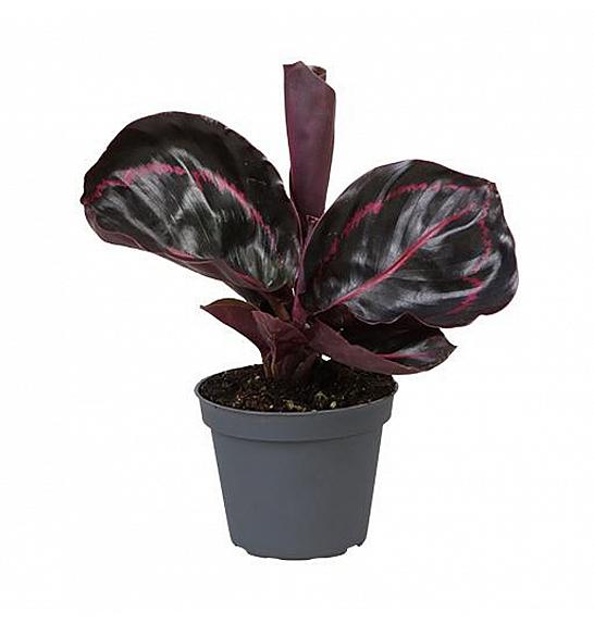 Calathea roseopicta Dottie; Ø6 cm