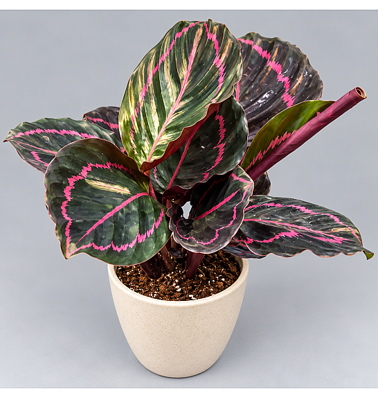 Calathea roseopicta Dottie; Ø6 cm