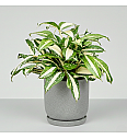 Dracena Milky Way