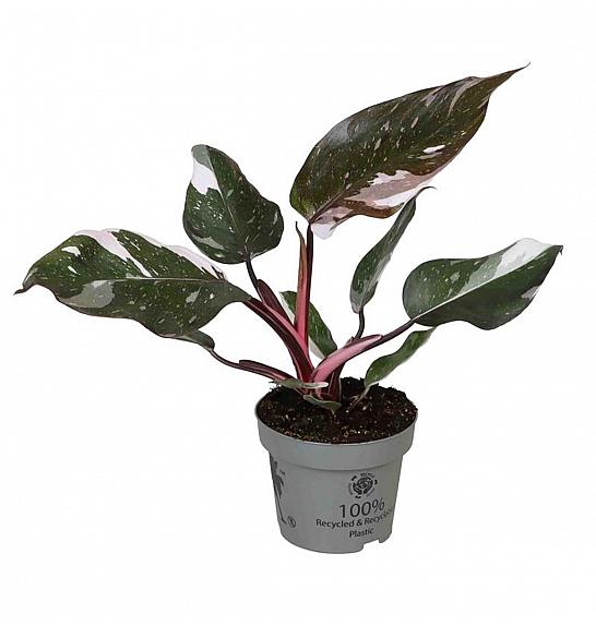 Philodendron Red Anderson; Ø6 cm