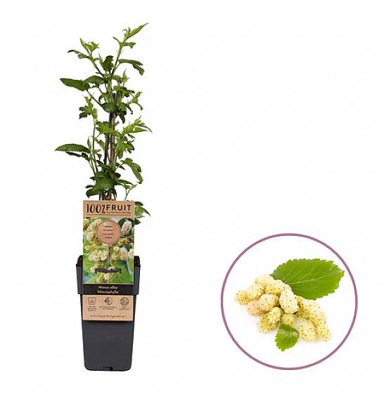 Morus alba Macrophylla C2 Lit. 30-40 cm