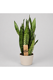 Sansevieria zeylanica