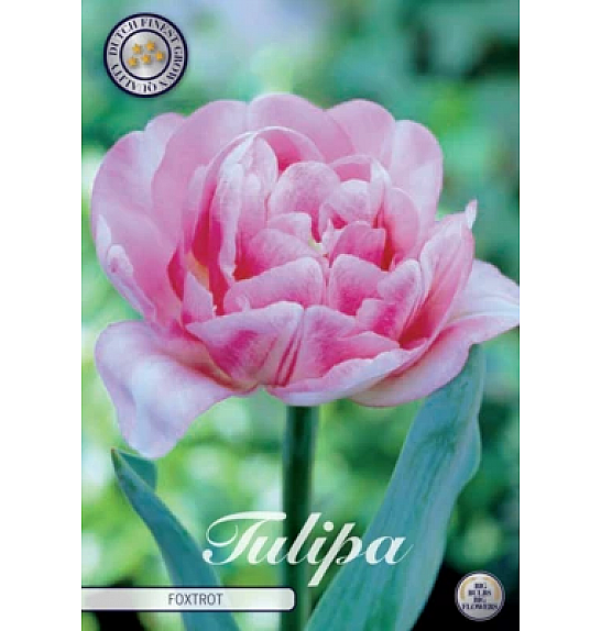 Tulipa Double Early Foxtrot ; 7 kos