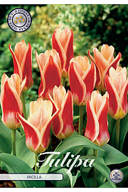 Čebulice tulipanov Kaufmannia Ancilla
