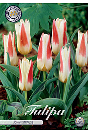 Čebulice tulipanov 'Johan Strauss'