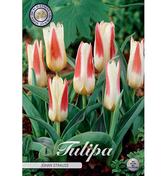 Tulipa Kaufmannia Johan Strauss; 7 kos