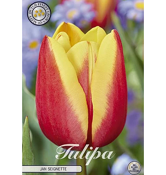 Tulipa Triumph Jan Seignette; 10 kos