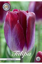 Čebulice tulipanov Triumph Kansas Proud 