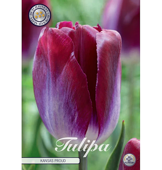 Tulipa Triumph Kansas Proud; 10 kos