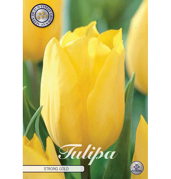 Tulipa Triumph Strong Gold; 10 kos
