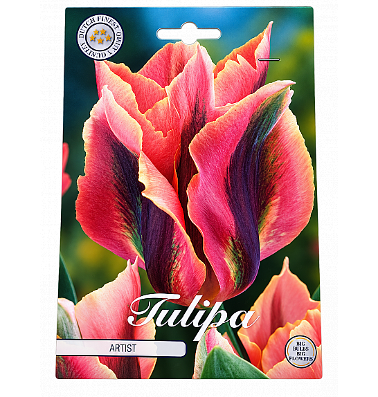Tulipa Viridiflora Artist x7; 12/+