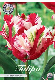 Čebulice tulipanov Parrot Estella Rijnveld