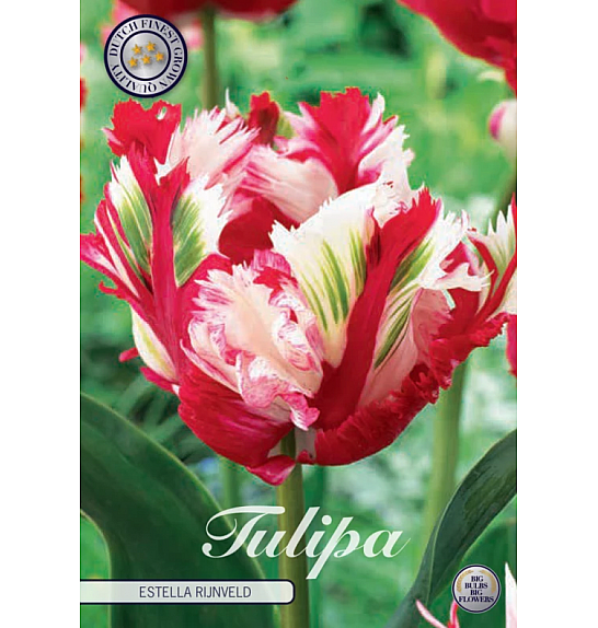 Tulipa Parrot Estella Rijnveld; 7 kos