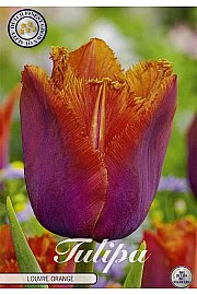 Čebulice tulipana Fringed Louvre Orange