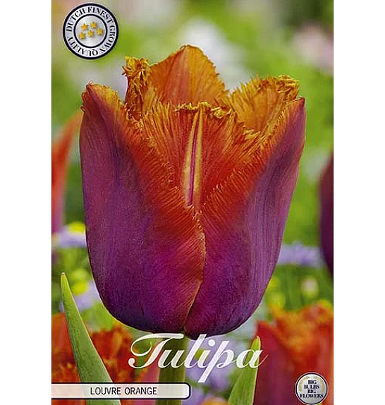 Tulipa Fringed Louvre Orange; 7 kos
