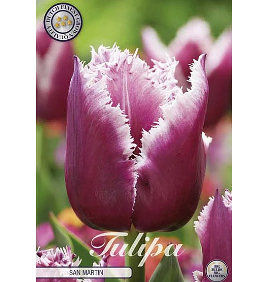 Tulipa Fringed San Martin; 7 kos
