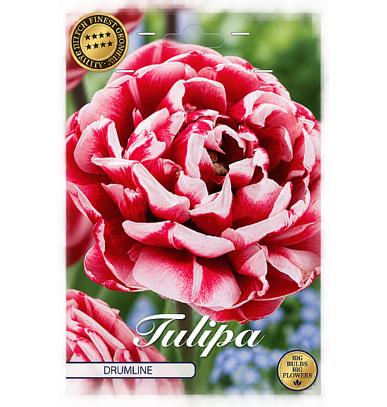 Tulipa Double Late Drumline x7; 12/+