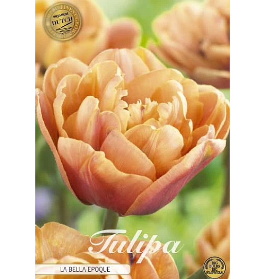 Tulipa Double Late La Belle Epoque; 5 kos