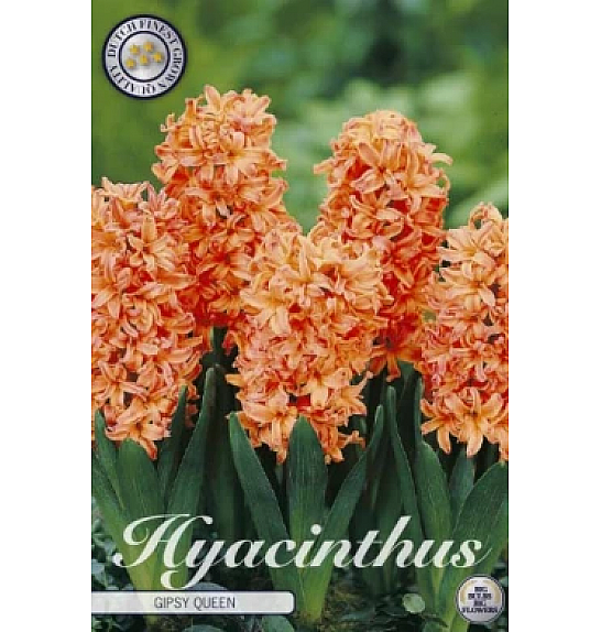 Hyacinthus Orientalis Gipsy Queen; 5 kos