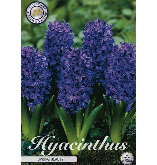 Hyacinthus Orientalis Spring Field; 5 kos