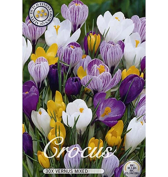 Crocus Mixed; 30 kos