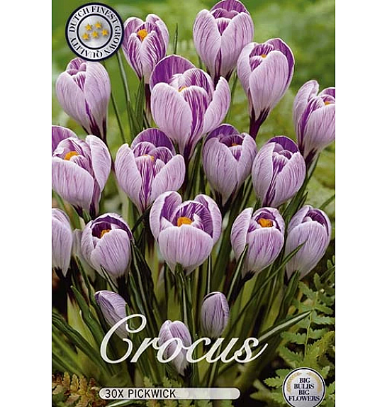 Crocus Pickwick; 30 kos