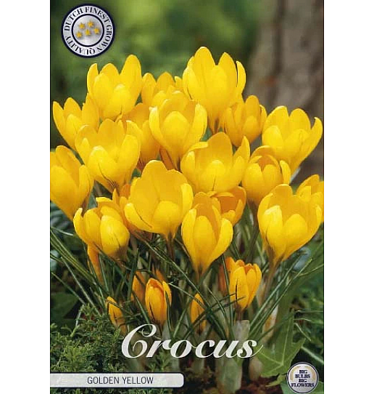 Crocus Golden Yellow; 20 kos