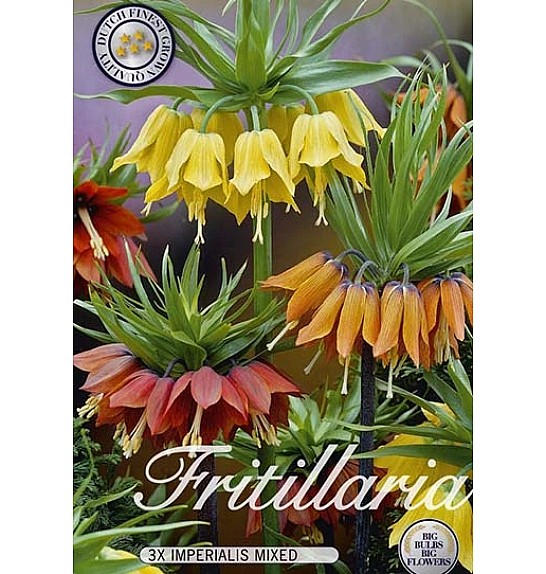Fritillaria Imperialis Mixed; 2 kos