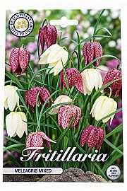 Čebulice cesarskega tulipana - mix