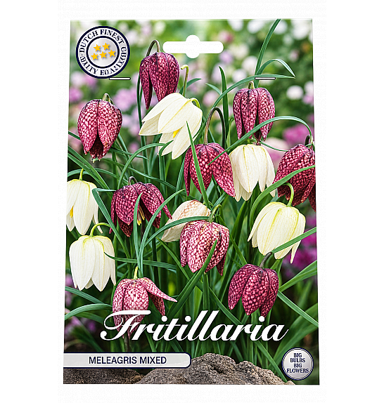 Fritillaria Meleagris Mixed x15; 7/+