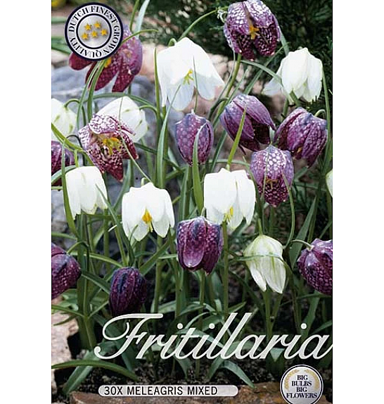 Fritillaria Meleagris Mixed; 30 kos