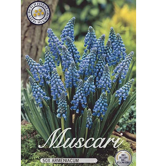 Muscari Armeniacum; 50 kos