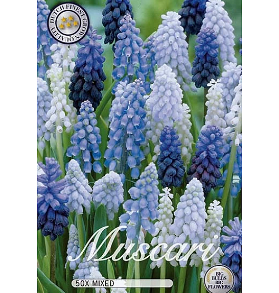 Muscari Muscari Mixed; 30 kos