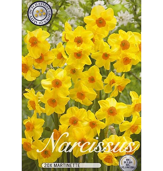 Narcissus Martinette; 20 kos