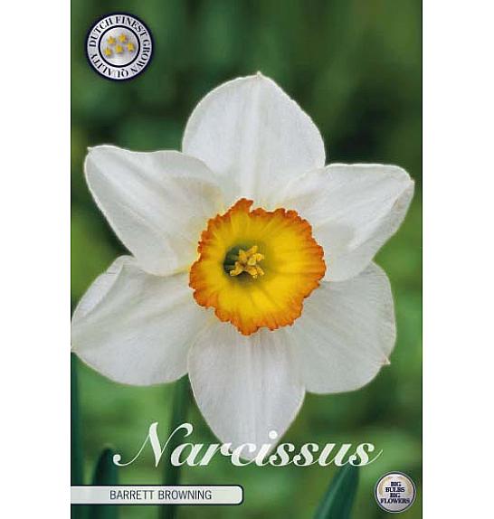 Narcissus Barett Browning; 12 kos