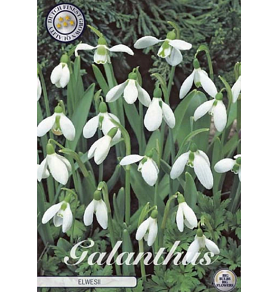 Galanthus Ikariae; 30 kos